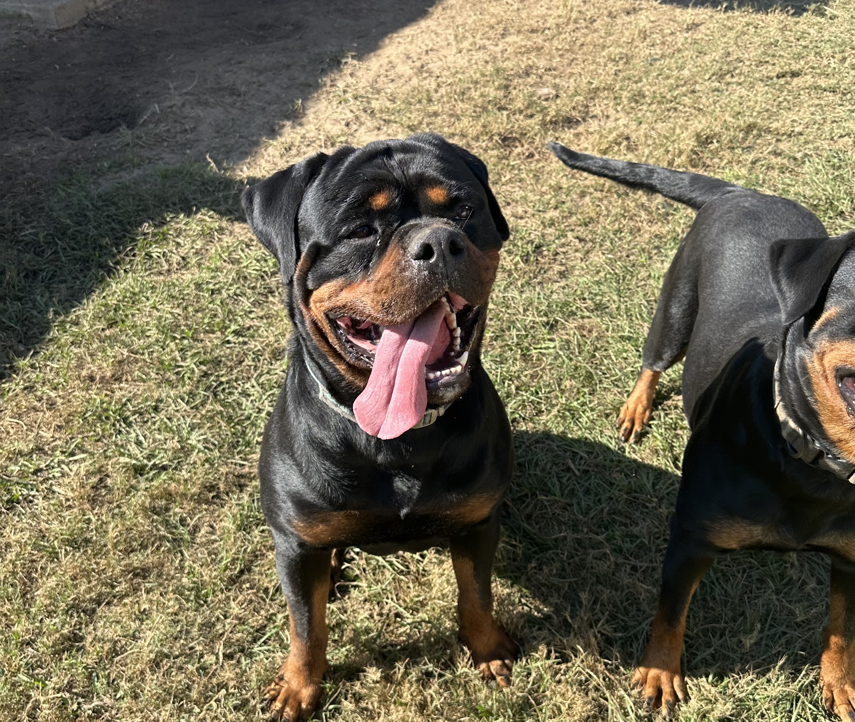 Apollo Rottweiler stud Central Florida