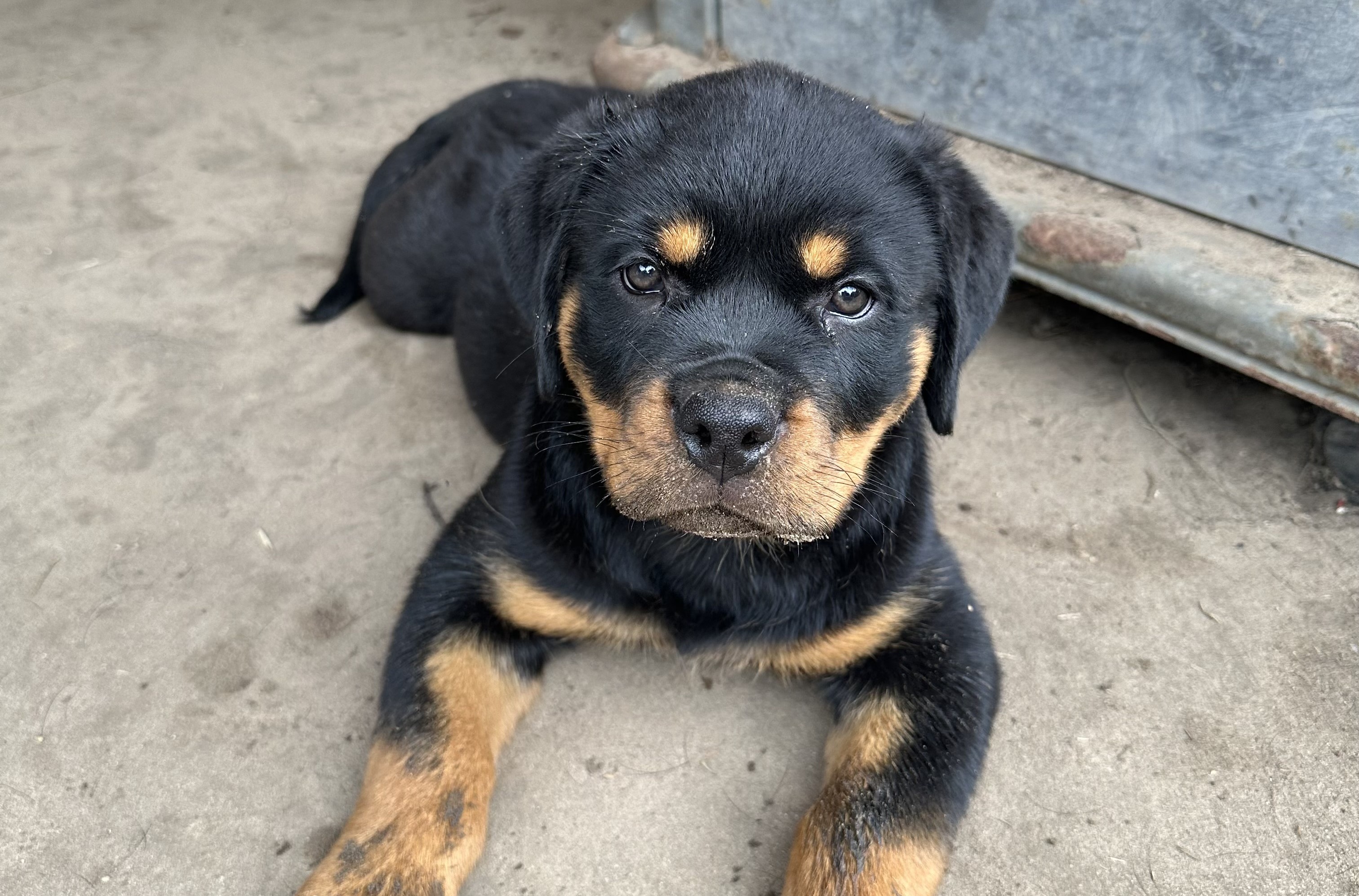 Carla Johaus Carmen Rottweiler