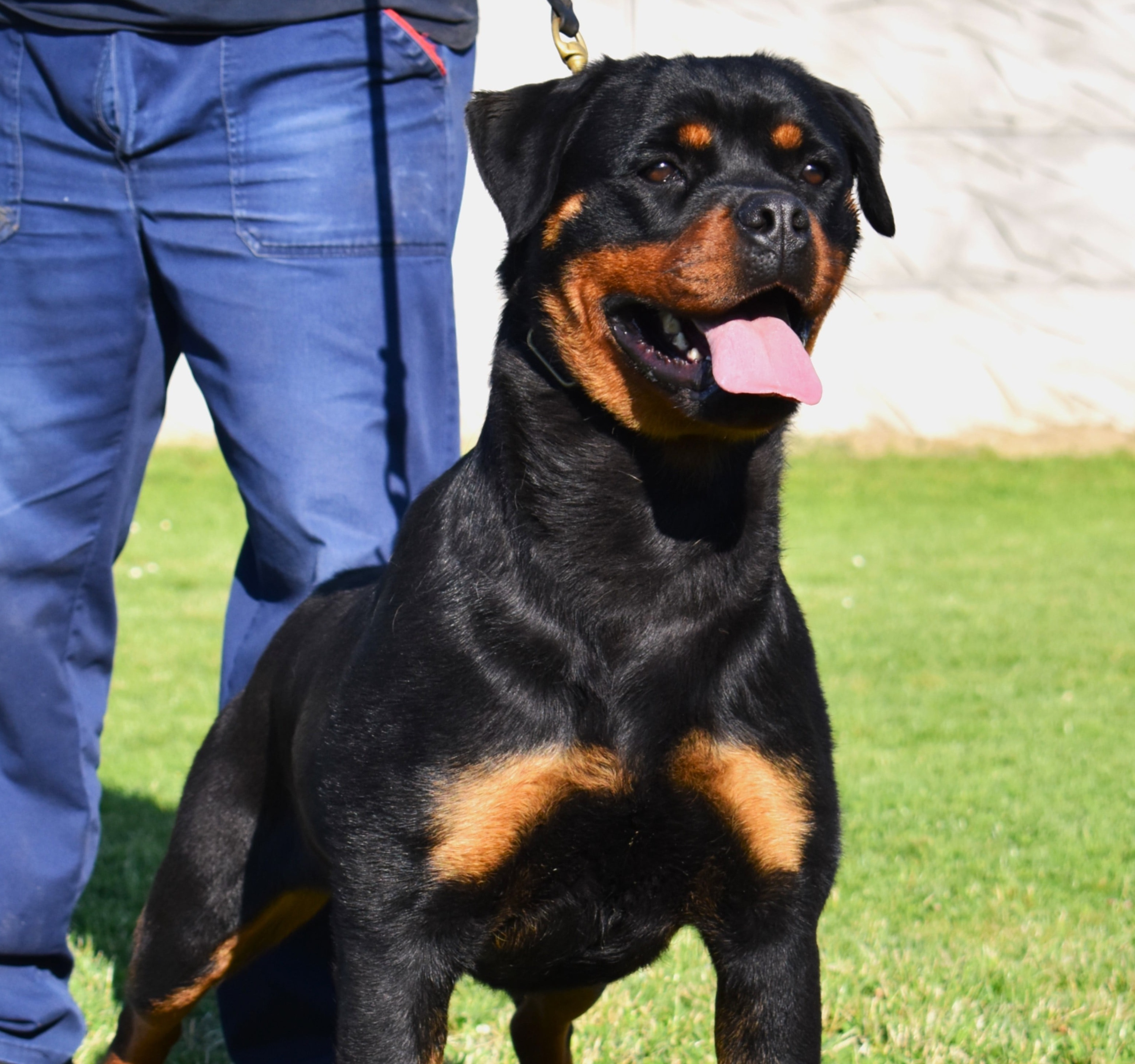 Lara Von Haus Istokovic Rottweiler