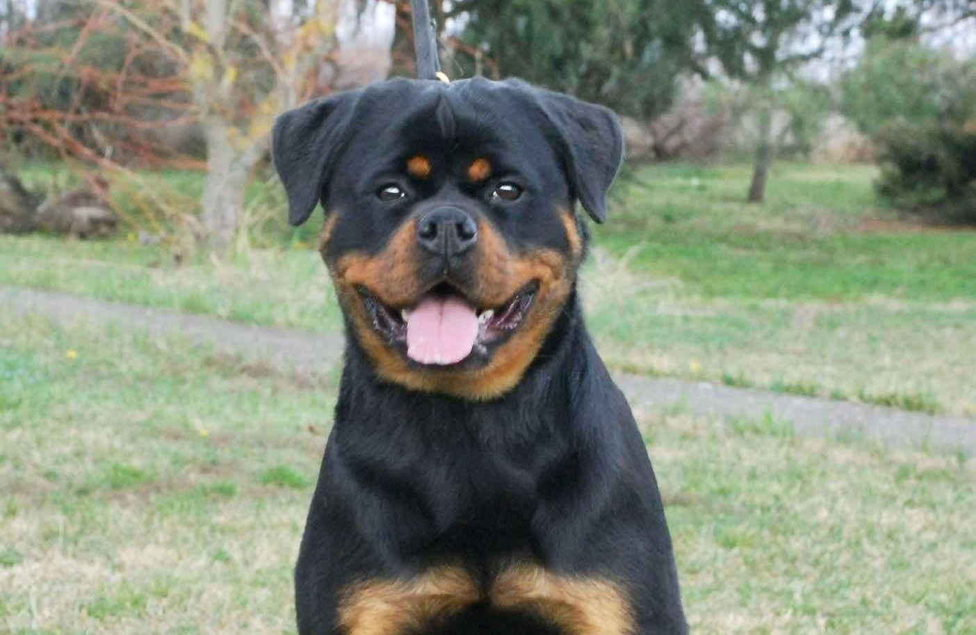 Maya From Royal Breed Rottweiler