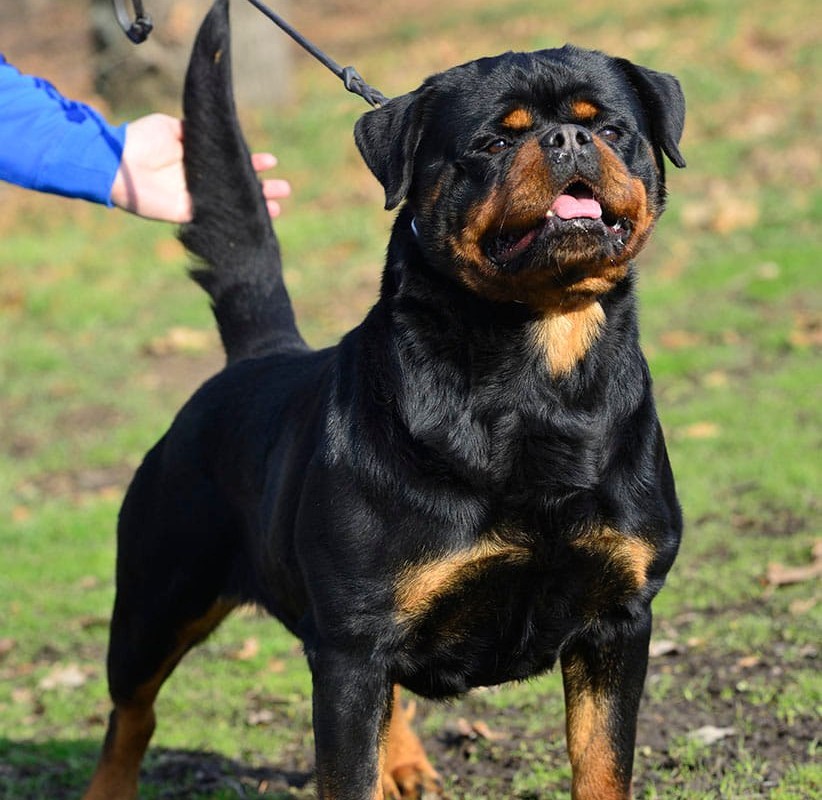 Panamera From Royal Breed Rottweiler