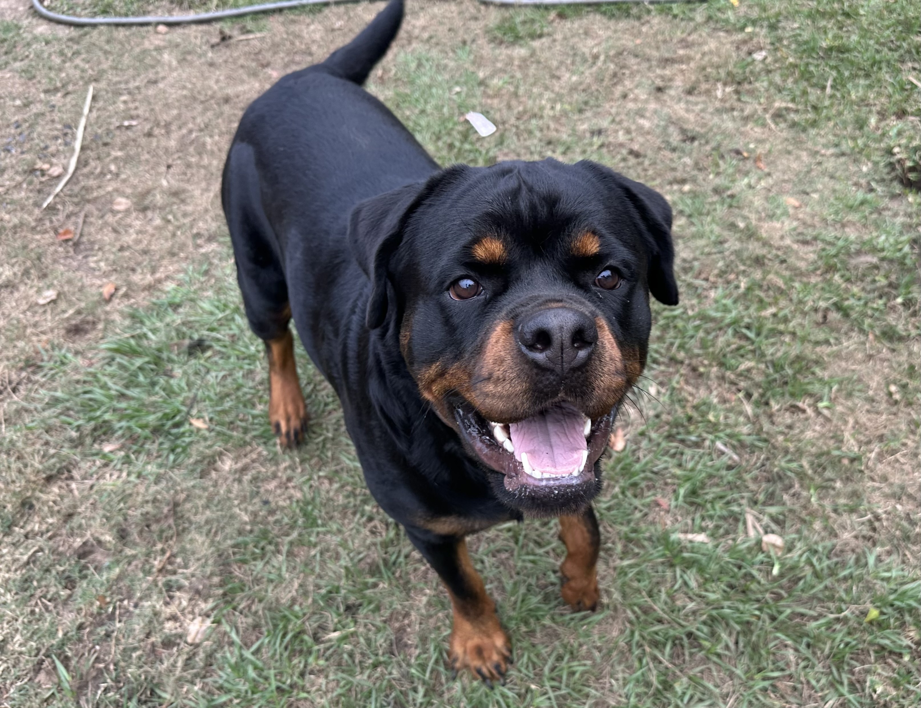 Sloopy Von Huff Haus Rottweiler