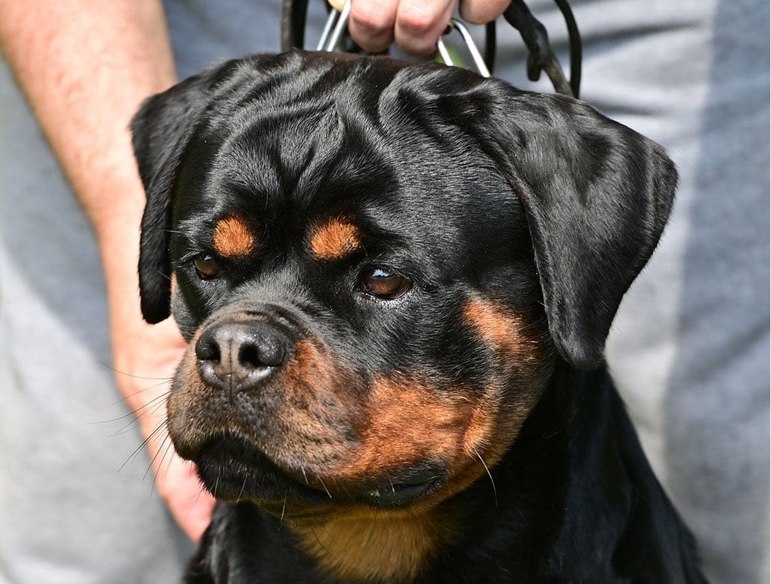Ula Ad-Dirah Rottweiler