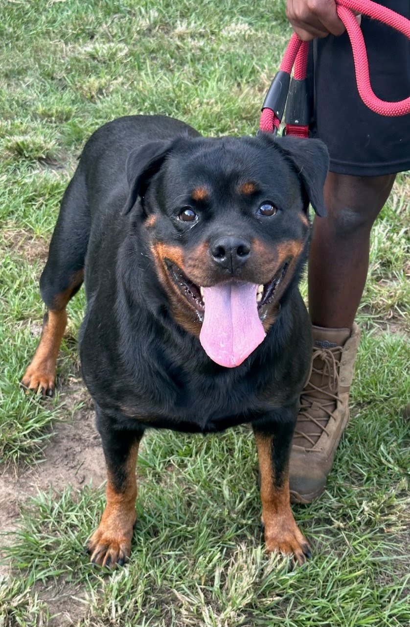 Barbara Timit-Tor Rottweiler