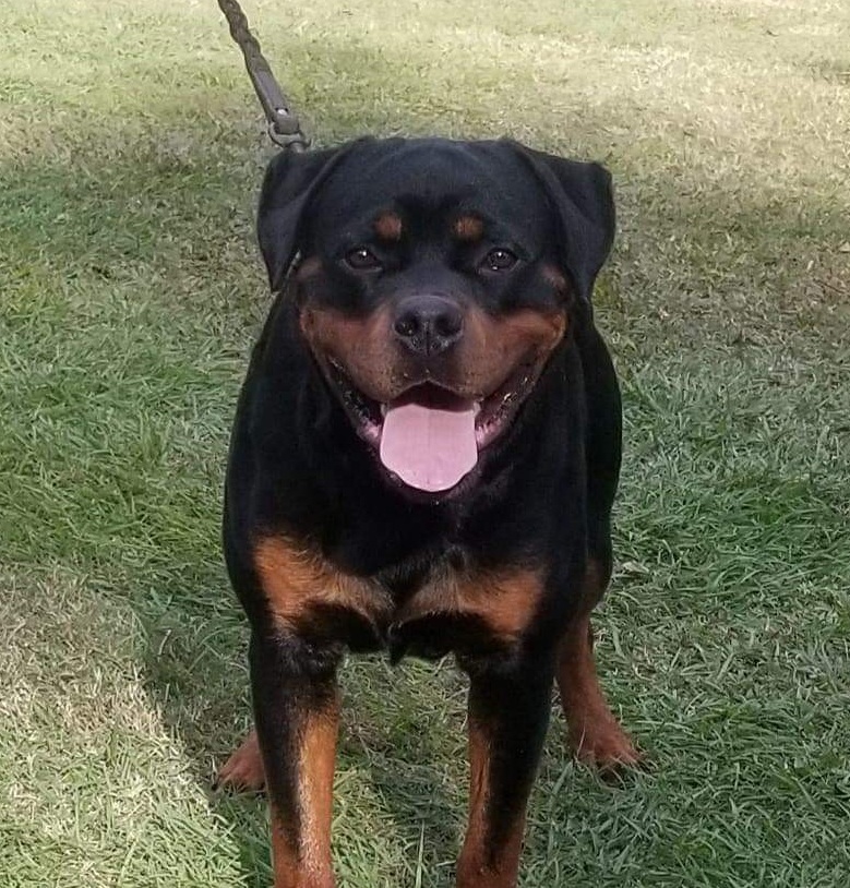 Fender vd Absoluten Auswahl - Rottweiler Stud