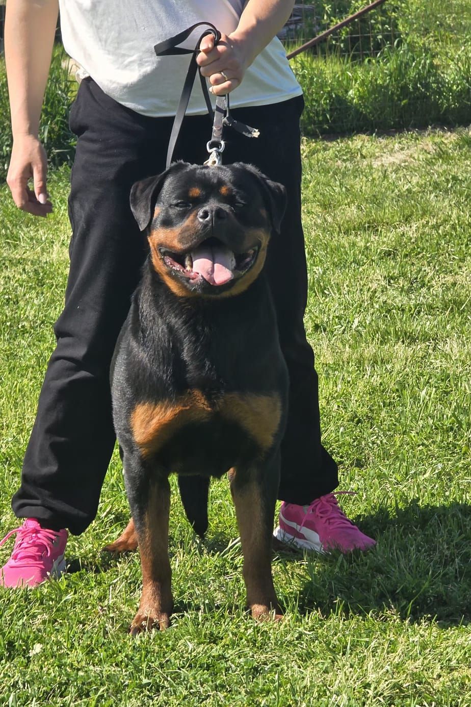 Hirpinia Del Vecchio Rott Rottweiler