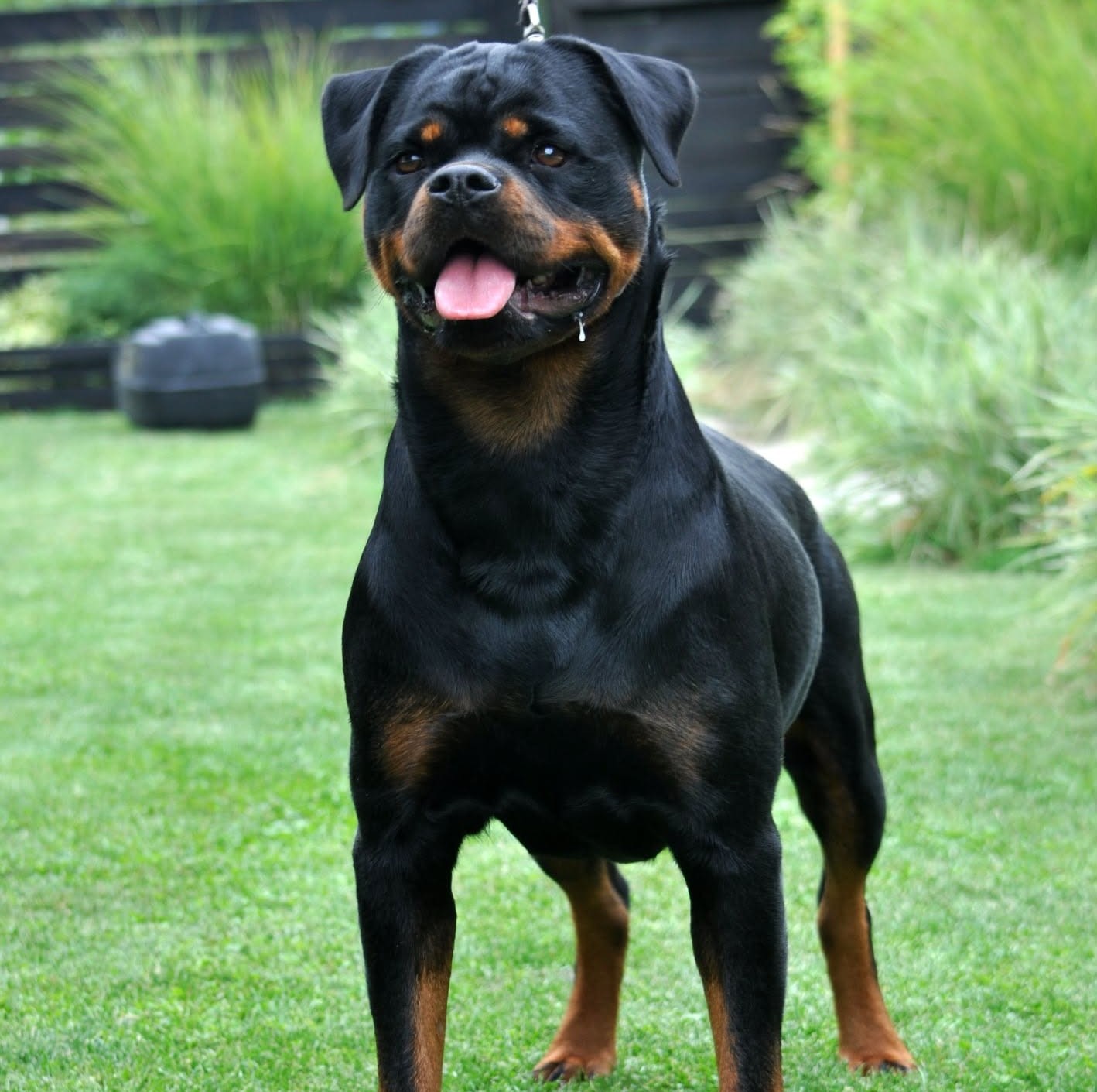 Judy Von Der Bahnbrucke Rottweiler