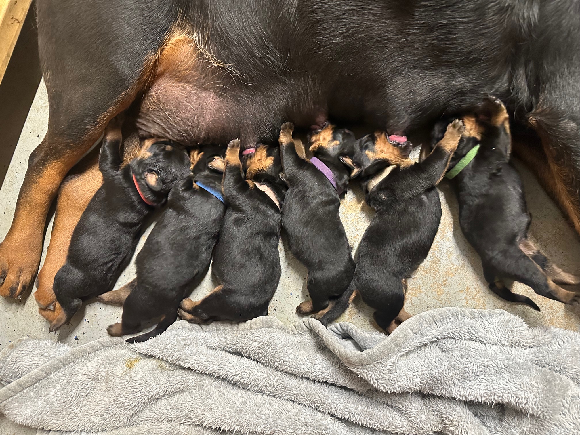 Litter 1 - Apollo x Ula puppies group photo