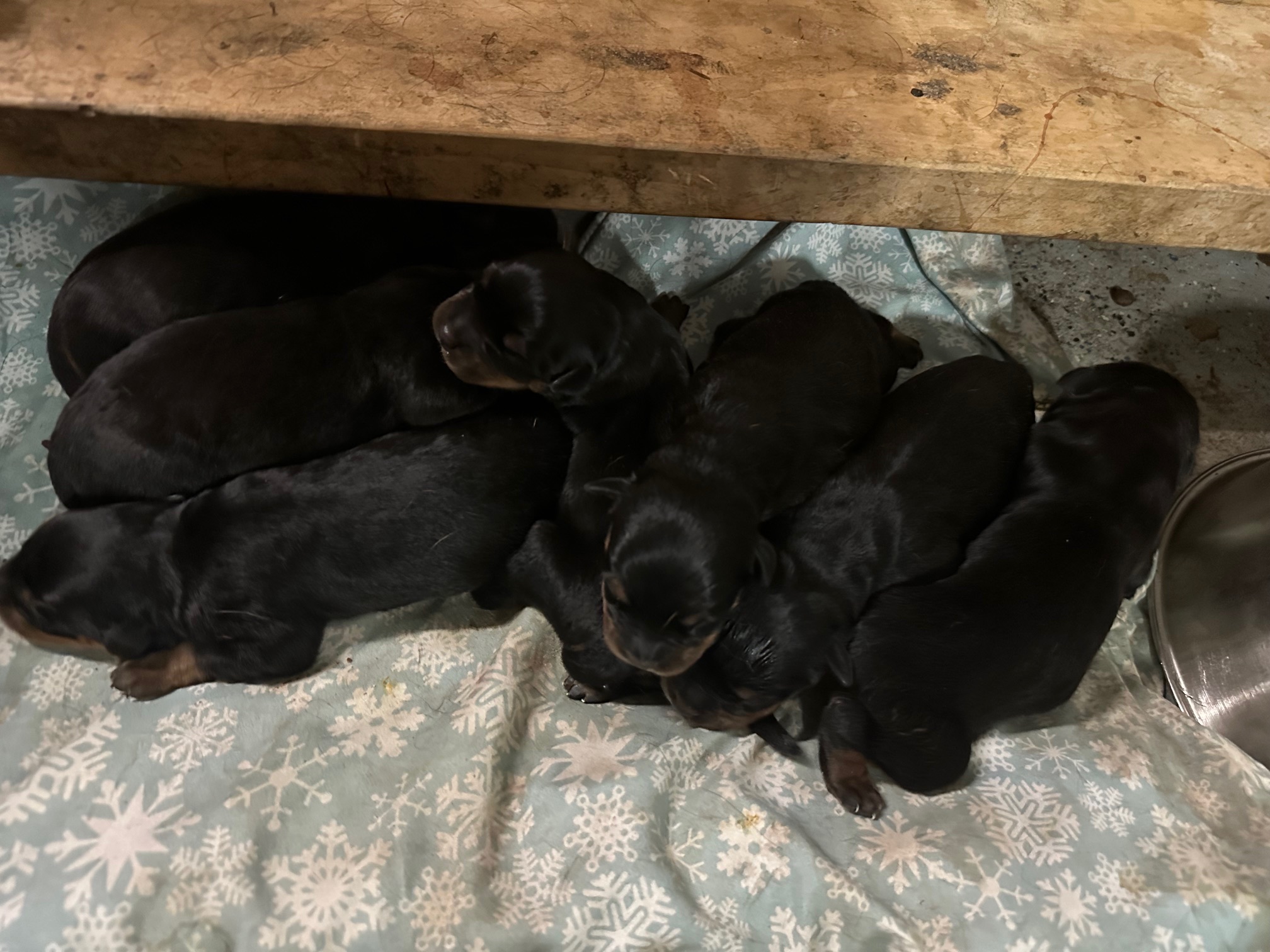 Litter 2 - Fender x Lara puppies group photo