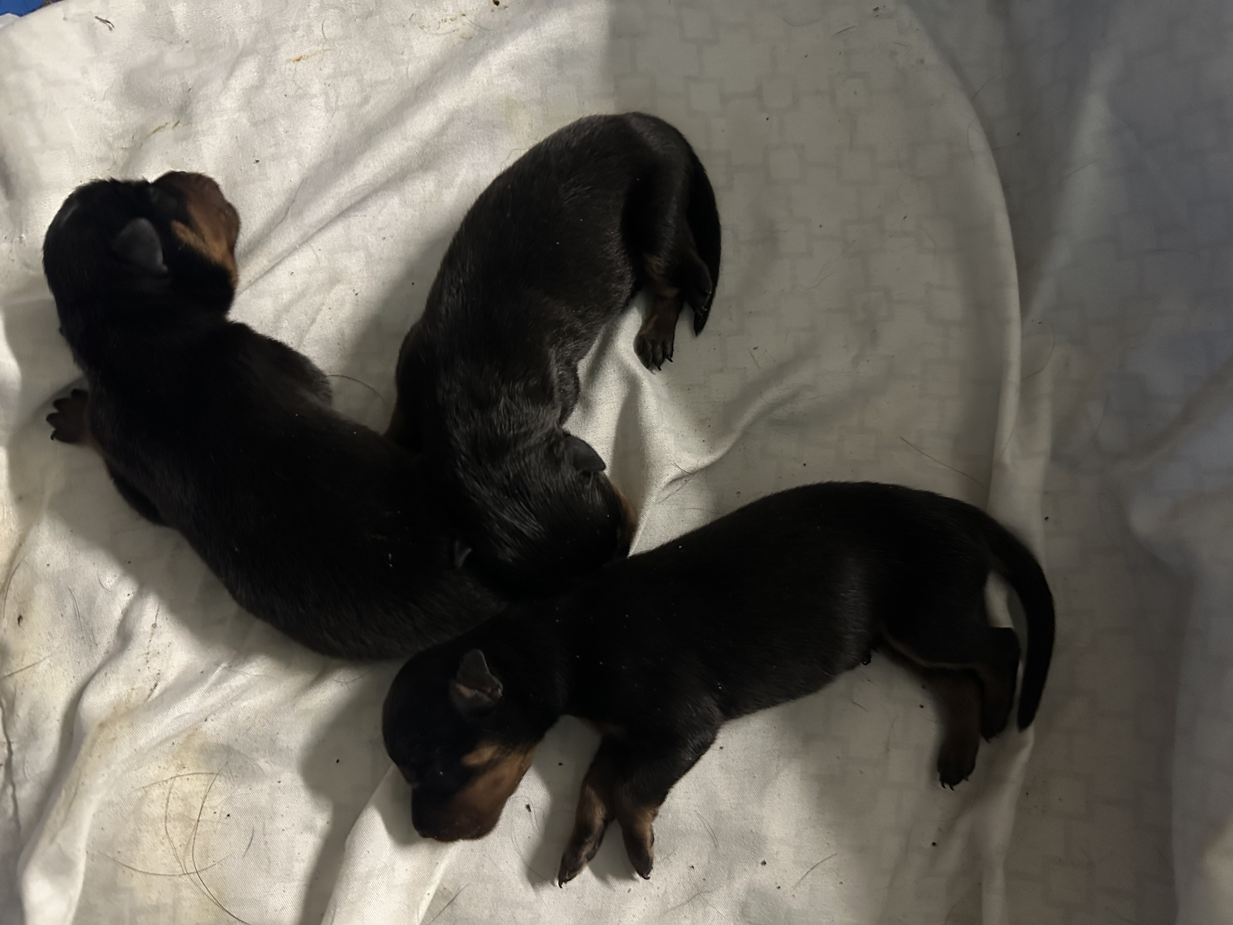 Litter 3 - Apollo x Panamera puppies group photo