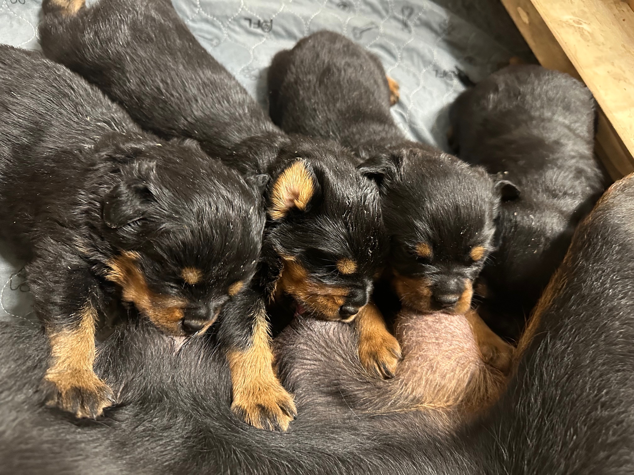 Previous Huff Haus Rottweiler litter