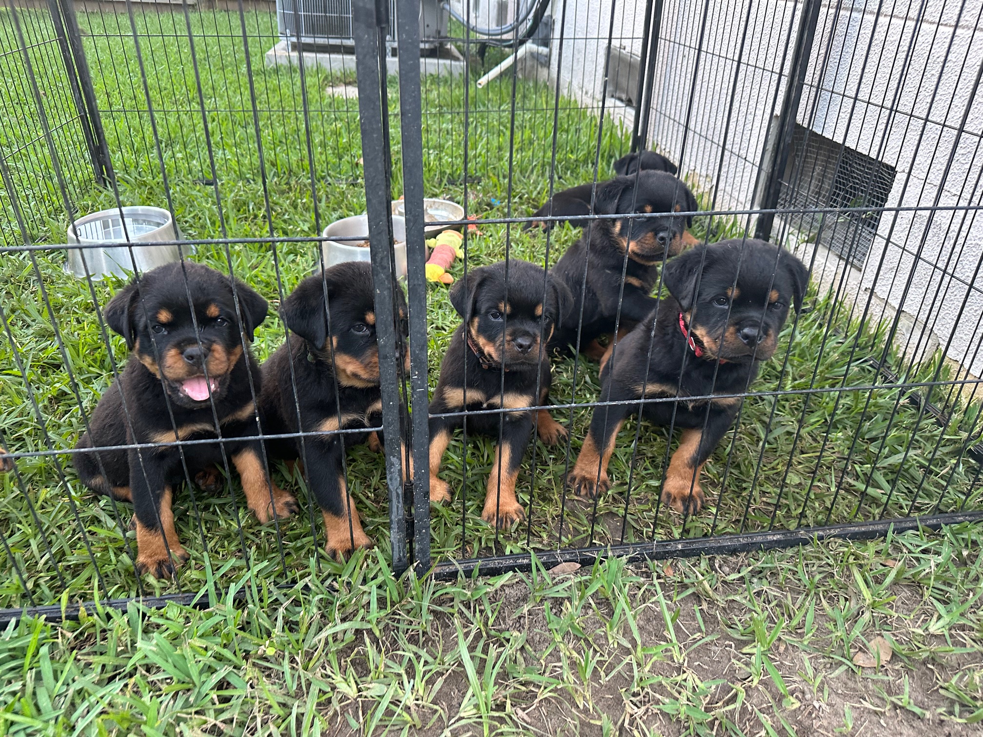 Rottweiler puppies from past litter