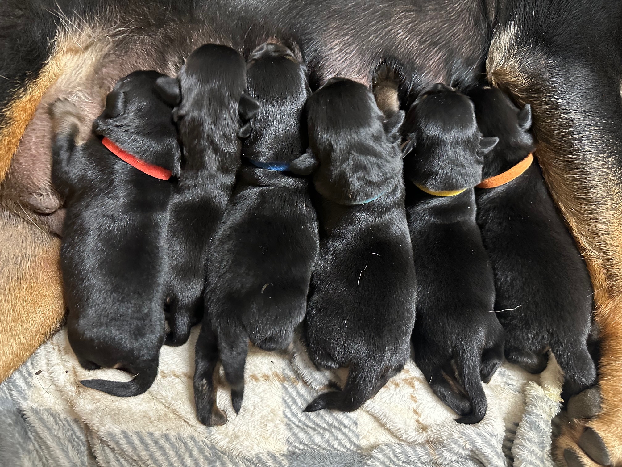 Past Huff Haus Rottweiler puppies