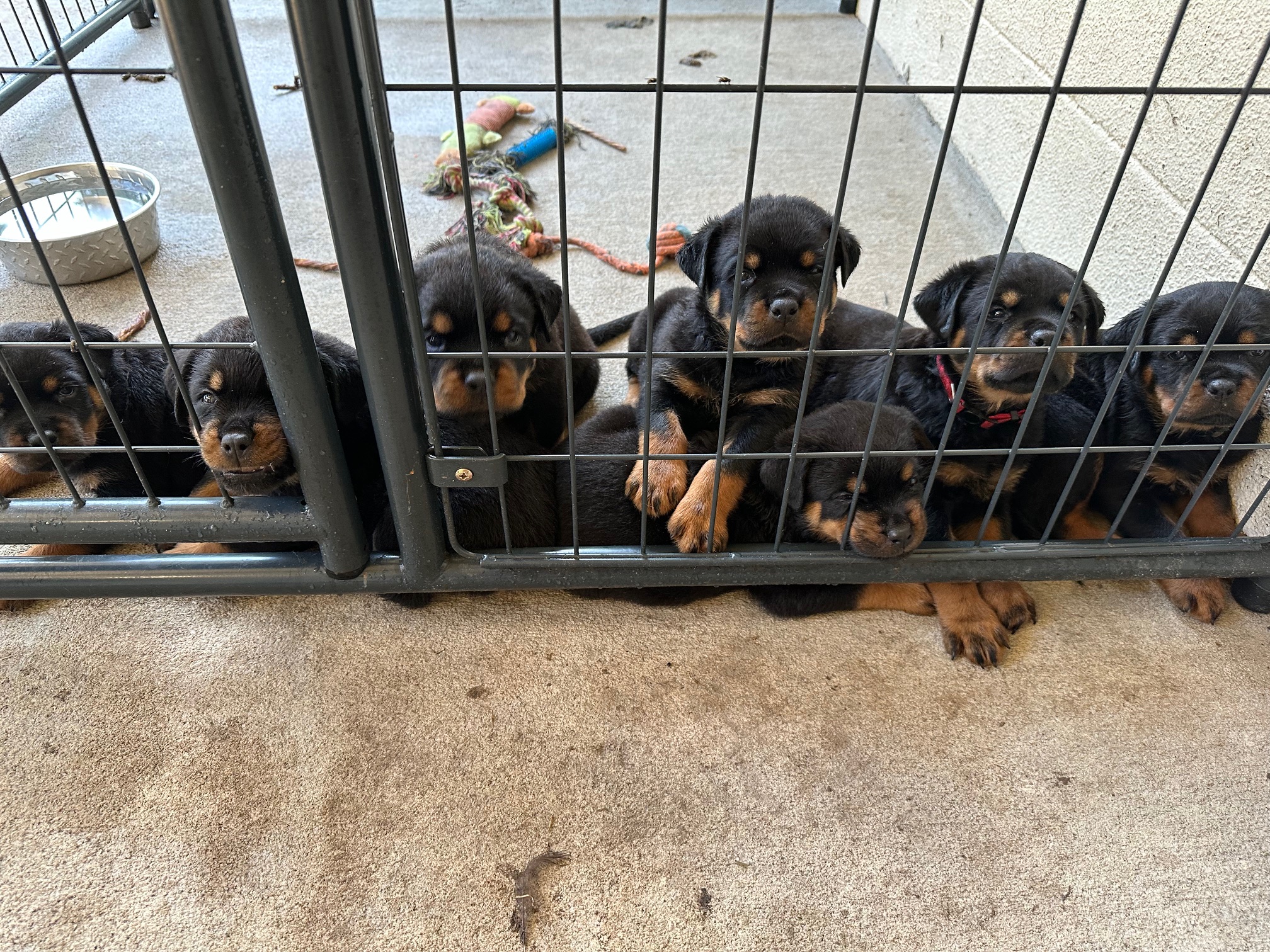 Previous Rottweiler litter Huff Haus
