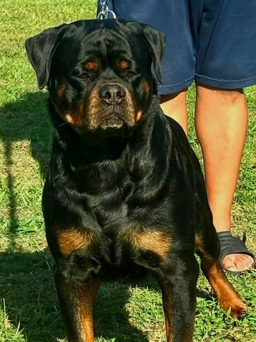 Quakashi Rott in Black - Rottweiler Stud