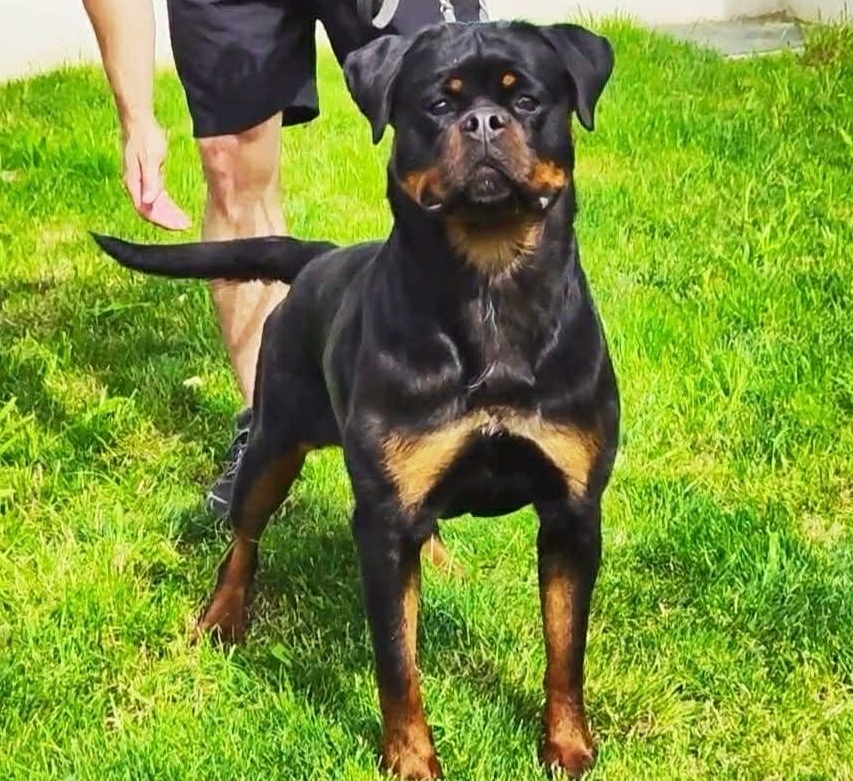 Suri from Royal Breed Rottweiler