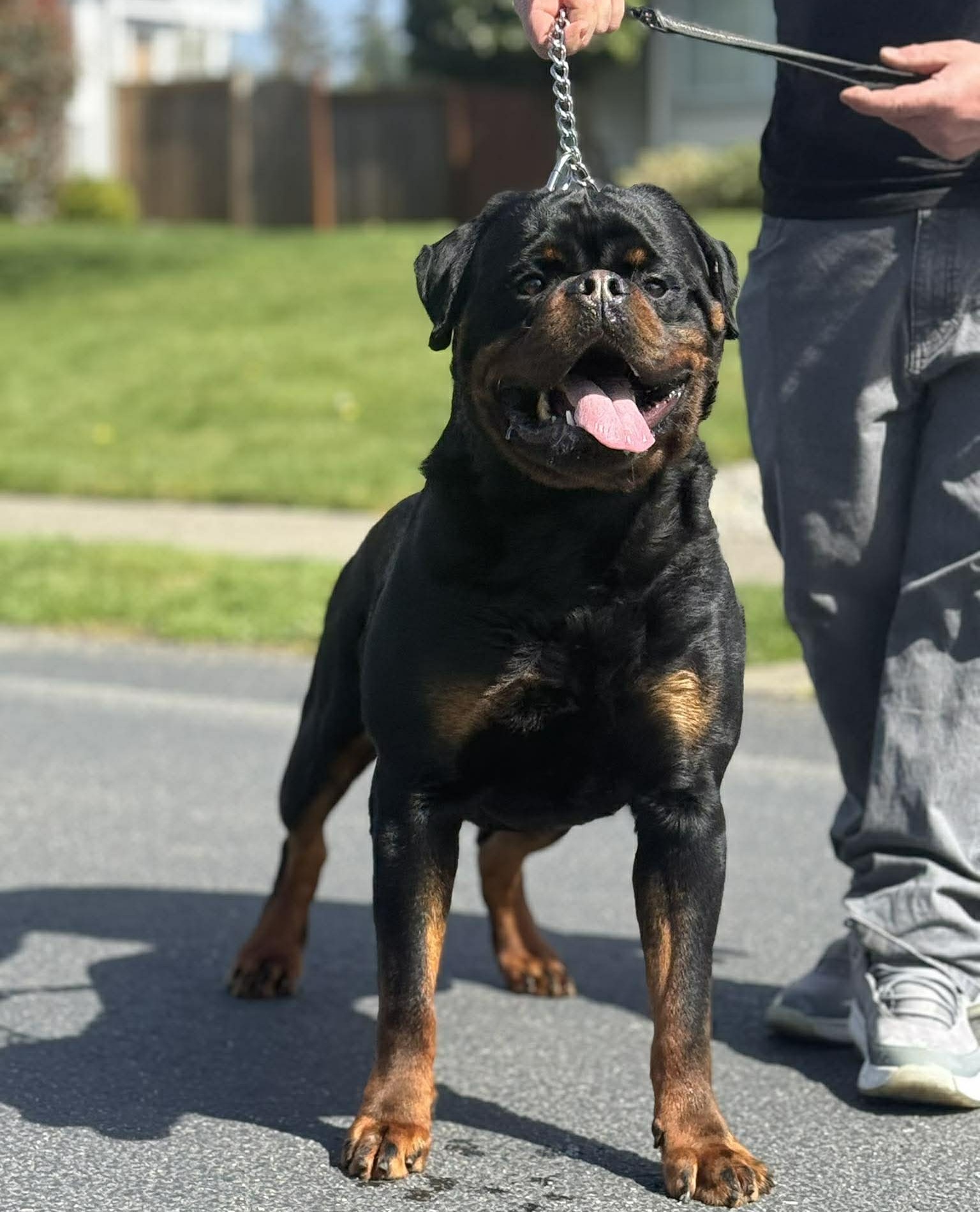 Zaki Ad-Dirah - Rottweiler Stud